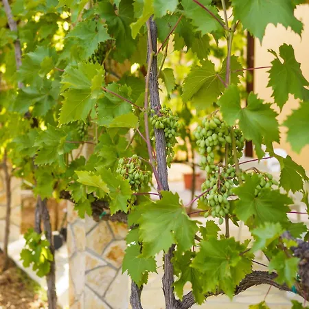 And Borka & Marko Mali Lošinj